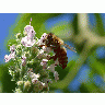 Photo Big Pollinating Bee Insect