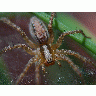 Photo Big Spider 4 Insect title=