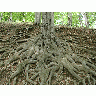 Photo Big Roots 3 Landscape