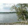 Photo Big Tree On Lake Rock Shore Landscape title=