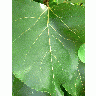 Photo Big Big Green Leave Plant title=