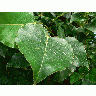 Photo Big Big Green Leaves Plant