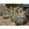 Photo Big Cactus 2 Plant title=