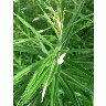 Photo Big Green Plant Plant title=