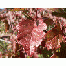 Photo Big Red Autumn Leaves Plant title=