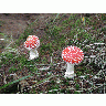 Photo Big Amanita Muscaria 3 Other title=