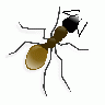 Ant Big Animal