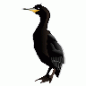 Cormorant Md Big Animal