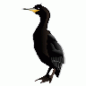 Cormorant Md Big Animal title=