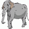 Elefante02 Architetto Fr 01 Big Animal title=