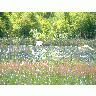 Great Egrets 00075 Photo Big Wildlife title=