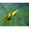 Captured Yellow Warbler In Mist Nest 00116 Photo Big Wildlife