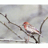 House Finch 00135 Photo Big Wildlife