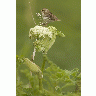 Chowiet Island Savannah Sparrow 00138 Photo Big Wildlife