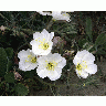 Antioch Dunes Evening Primrose 00297 Photo Big Wildlife