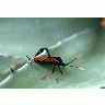 Cactus Blaster 00489 Photo Big Wildlife title=