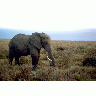 African Elephant 00544 Photo Big Wildlife title=