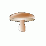 Champignon 01 Plants title=