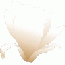 Magnolia White Patricia  01 Plants title=