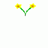 Simple Five Pettle Daff 01 Plants