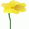 Daffodil Susan Park 01 Plants