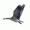 Logo Animals Birds 030 Animated
