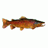 Logo Animals Fish 009 Animated