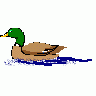 Logo Animals Ducks 010 Animated title=