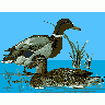 Logo Animals Ducks 021 Animated