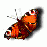 Logo Animals Butterflies 008 Animated title=