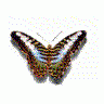 Logo Animals Butterflies 016 Animated title=