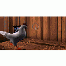 Logo Animals Chickens 004 Animated title=