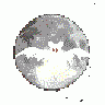 Logo Animals Bats 007 Animated title=